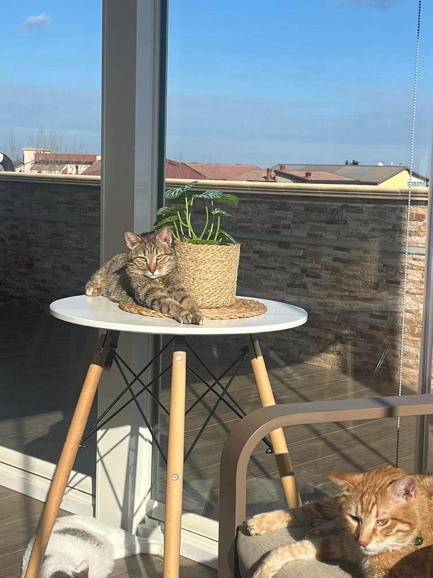 B&B La Terrazza Polifrone Cotronei Zewnętrze zdjęcie